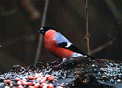 Bullfinch Burbage Wood A. Baker