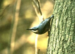 Nuthatch Sheepy Wood A. Baker
