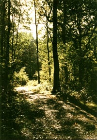 Sheepy Wood © A. Baker