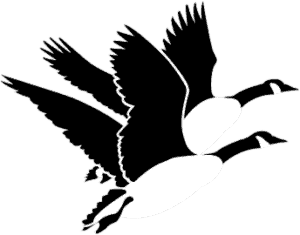 canada geese v2