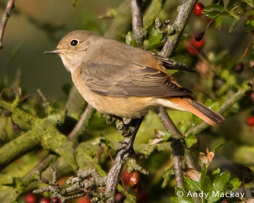 Redstart © Andy Mackay