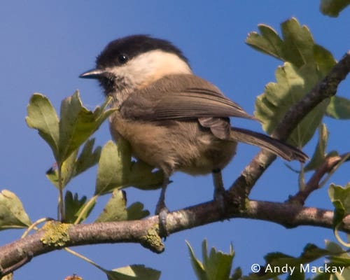 Willow Tit © Andy Mackay